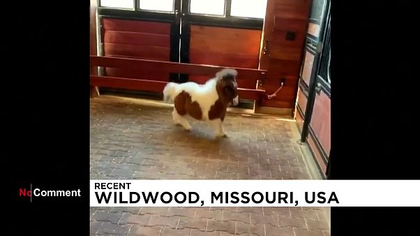 Aux États-Unis, la revanche d'un mini-cheval prénommé Martha Aux États-Unis, la revanche d'un mini-cheval prénommé Martha