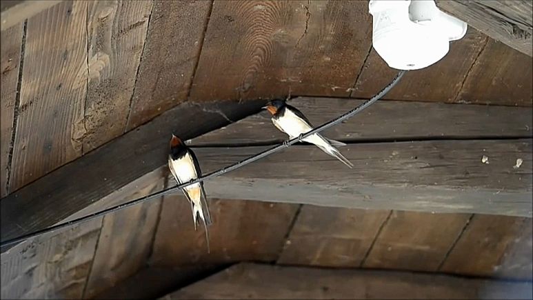 Dramatischer Schwalbenschwund in Ungarn Dramatischer Schwalbenschwund in Ungarn