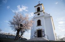 A 2019-es év európai fájának megválasztott pécsi havihegyi mandulafa