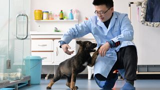 Der geklonte Polizeihund Kunxun mit einem Forscher.