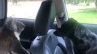 Sevimli koala serinlemek için kliması açık arabanın içine girdi