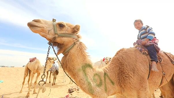 Child jockeys have already been phased out in several Gulf states Child jockeys have already been phased out in several Gulf states