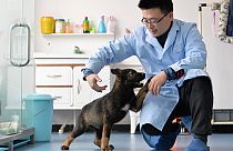 الكلبة المستنسخة بصحبة أحد العلماء الصينيين