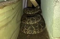 45 serpientes de cascabel bajo el suelo de una casa