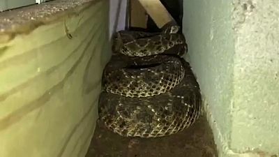 45 serpientes de cascabel bajo el suelo de una casa
