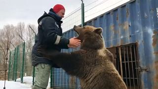 الدب منصور في روسيا