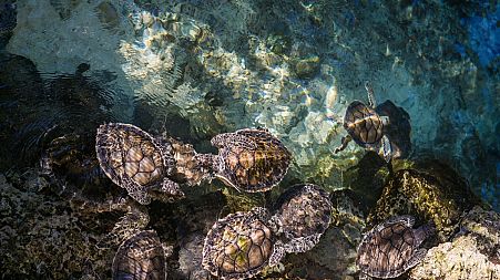 Baby-sitting turtles in Filicudi