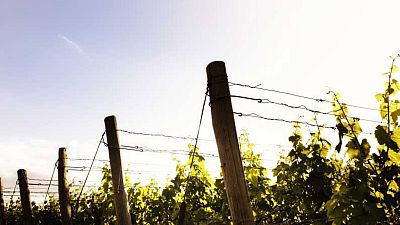 “We produce the wine of happiness in a land full of blood” “We produce the wine of happiness in a land full of blood”