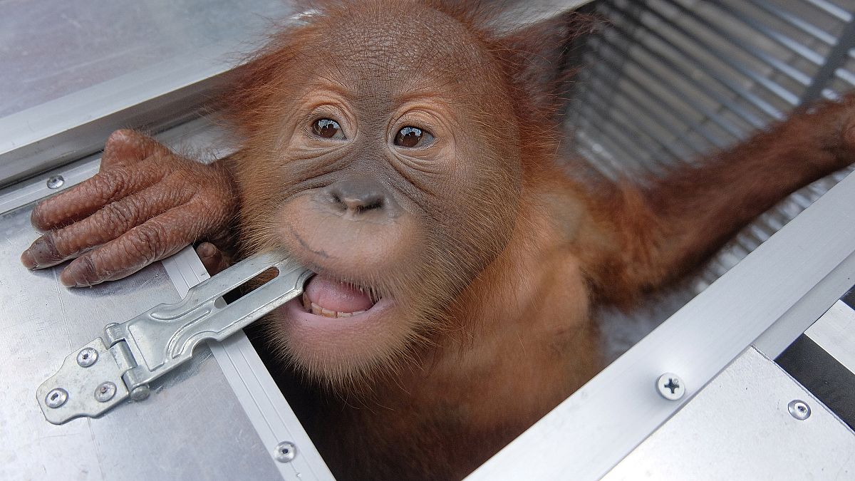 Russian tourist detained after ‘trying to smuggle endangered baby orangutan’ out of Bali