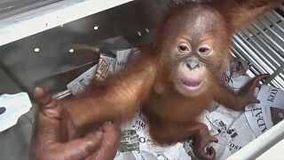 Россиянин пытался везти с Бали детеныша орангутана