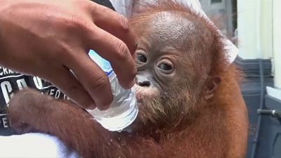 Endonezya: Rus turistin bagajından çıkan yavru orangutan şaşırttı