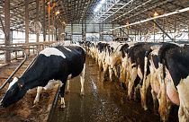 Gezegenin hayvan dışkısı sorunu: Çevre ve sağlığımız tehlikede