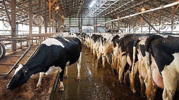 Gezegenin hayvan dışkısı sorunu: Çevre ve sağlığımız tehlikede Gezegenin hayvan dışkısı sorunu: Çevre ve sağlığımız tehlikede
