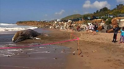 Una ballena gris queda varada en la playa de Malibú