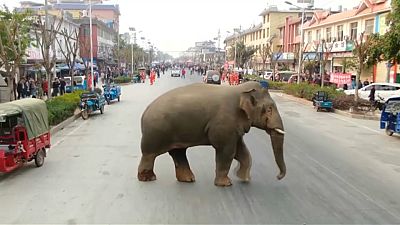 Wild elephant makes trouble on downtown street in southwest China