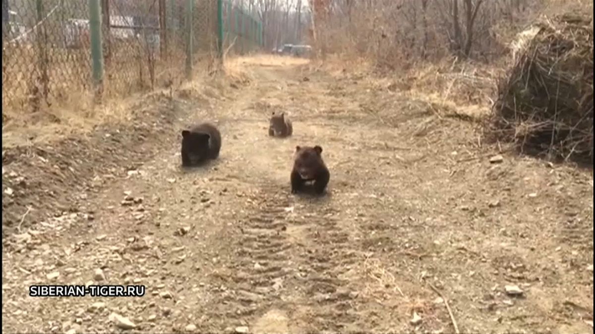 شاهد: ثلاثة دياسم في حديقة حيوان روسية بعد إنقاذها من الصيد غير الشرعي