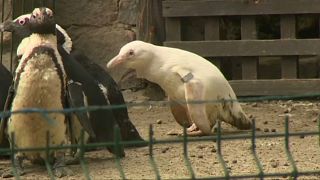 The penguin has become a favourite with the zoo's keepers