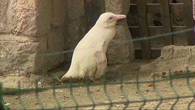 Pinguim albino é nova atração do zoo de Gdansk