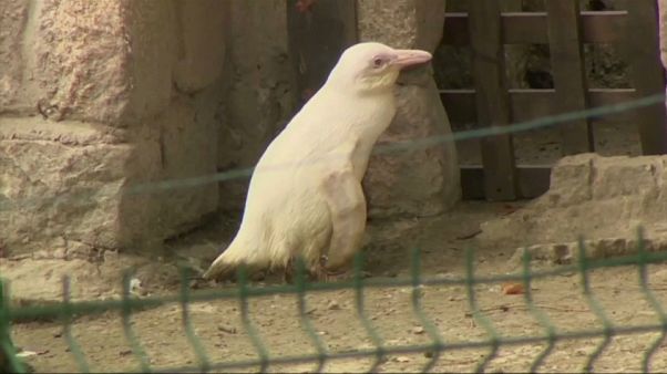 Pinguim albino é nova atração do zoo de Gdansk Pinguim albino é nova atração do zoo de Gdansk