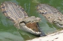 Alguns dos crocodilos da quinta de Manuel Guimarães a norte da Beira