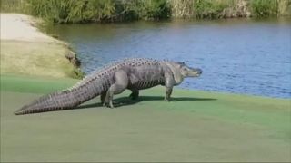 Crocodilo interrompe jogo de golfe nos EUA
