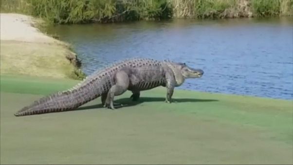 Crocodilo interrompe jogo de golfe nos EUA Crocodilo interrompe jogo de golfe nos EUA