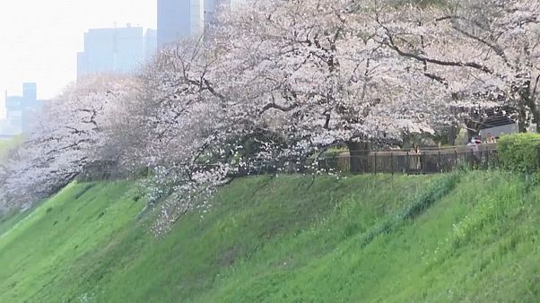 Los cerezos florecen en Japón Los cerezos florecen en Japón