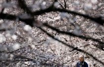 Teljes pompájukban virágzanak a cseresznyefák Japánban