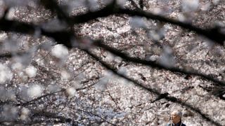 Teljes pompájukban virágzanak a cseresznyefák Japánban