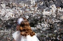 Kirschblüte: Ankunft des Frühlings in Japan