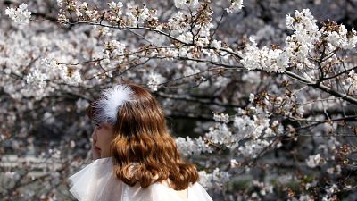 Kirschblüte: Ankunft des Frühlings in Japan