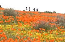 شاهد: موسم تفتيح الزهور في كاليفورنيا الأمريكية وحقول الخشخاش الخلابة