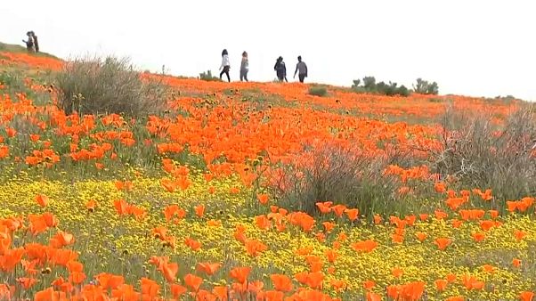 Η Καλιφόρνια απολαμβάνει μια "υπεράνθιση" Η Καλιφόρνια απολαμβάνει μια "υπεράνθιση"