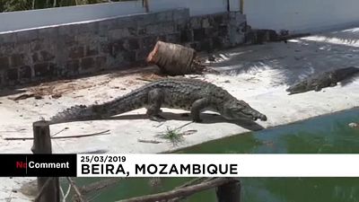 Otthagyták családjukat a mozambikiak, hogy a krokodilok ki ne szabaduljanak a viharban 