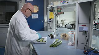 European Commission funded project uses groundbreaking "CRMs" to check food pesticides 