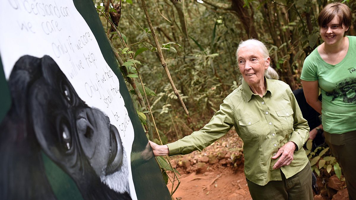 Primatóloga Jane Goodall pede urgência para salvar o planeta