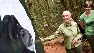 Jane Goodall está "horrorizada por lo que hacemos en las granjas industriales"