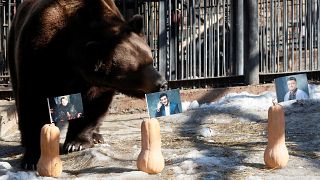 Russian zoo animals place their bets on Ukraine's presidential frontrunners