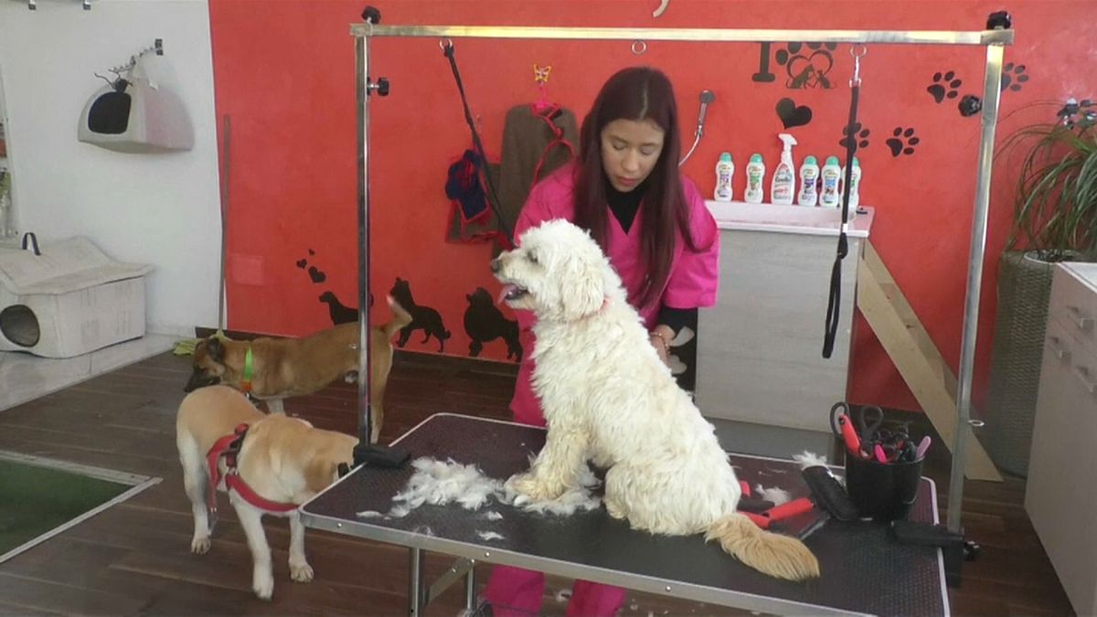 شاهد: افتتاح أول مركز تجميل للحيوانات الأليفة في العاصمة التونسية