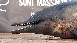 Массовая гибель дельфинов во Франции