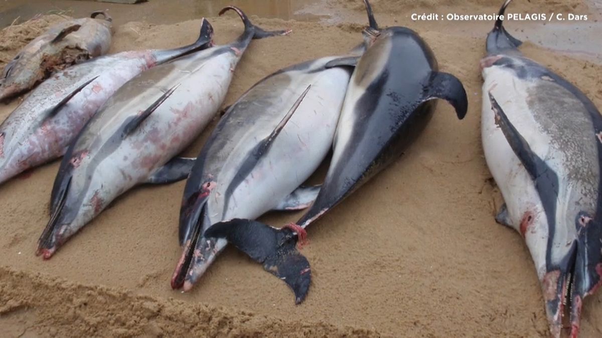 Mais de 1100 golfinhos mortos na costa francesa em 2019