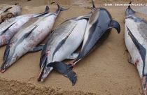 Mais de 1100 golfinhos mortos na costa francesa em 2019