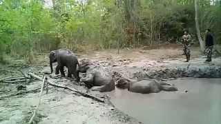 شاهد: إنقاذ فيلة عالقة في بركة من الطين