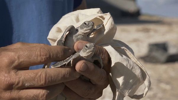 Heureux événement à La Réunion, les œufs de tortues marines ont éclos Heureux événement à La Réunion, les œufs de tortues marines ont éclos