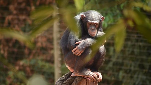 Jane Goodall az Euronewsnak: nincs sok időnk Jane Goodall az Euronewsnak: nincs sok időnk