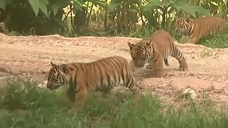 The tigers were born at the zoo in January