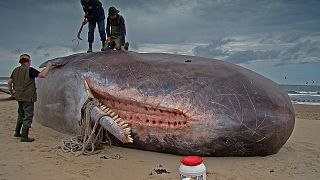 Magzata mellett 22 kg műanyagot találtak abban a bálnában, amit Szardínián sodort partra a víz