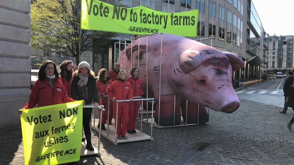 Greenpeace contra subsídios europeus à agroindústria Greenpeace contra subsídios europeus à agroindústria