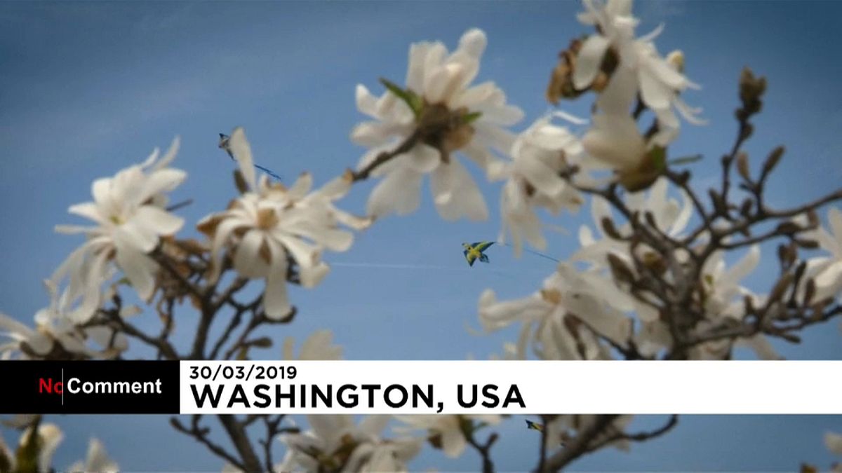 Buntes Drachensteigen beim Kirschblütenfest in Washington