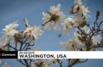 شاهد: مهرجان الطائرات الورقية يزين سماء واشنطن